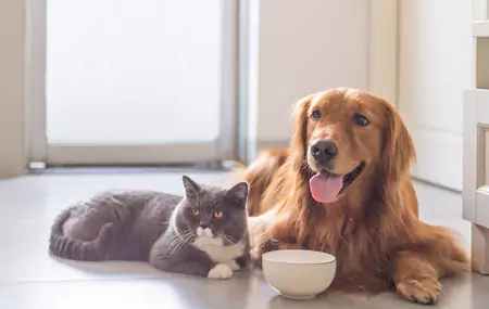 Bisakah hamster memakan makanan anjing?